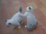 Des chatons Sacré de Birmanie très joueurs