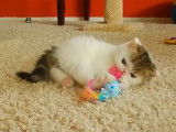 Un chaton Exotic Shorthair très actif