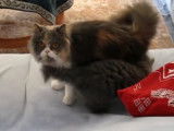 De magnifiques chatons Highland (Straight & Fold)