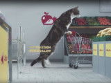 Les chats font leurs courses au supermarché (Publicité Netto)