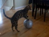 Quelques tours d'un chat Bengal