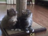 Des chatons ragamuffin en pleine découverte