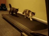 Ces chats sportifs courent sur tapis roulant !