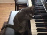 Un chat qui joue du piano !