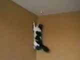 Un chat qui escalade les murs