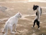 Les chats Ninjas existent !