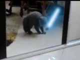 Les chats Jedi existent !