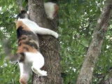 Une chatte aide son chaton à descendre d'un arbre