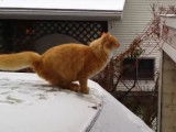 Un chat roux cherche à sauter d'une voiture enneigée