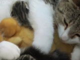 Un chatte adopte des canetons
