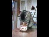 Un chat accro au nutella