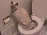 Un chat qui fait ses besoins dans les toilettes !
