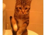 Un chat danseur