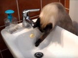 Un chat siamois à la découverte de l'eau