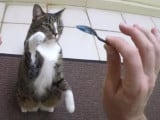 Didga, la chatte qui détient le record 2016 du nombre de tours en une minute