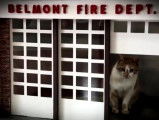 Le chat mascotte de la caserne de pompiers