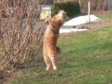 Kurilean Bobtail en pleine séance de frottage