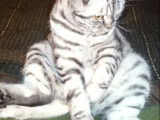 Un chat Foldex dans une position insolite