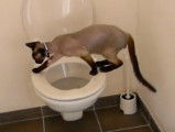 Un Devon Rex va aux toilettes