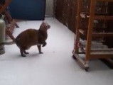 Un German Rex découvre la neige