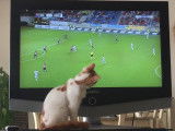 Un Turc de Van mordu de football