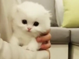 Un bébé Munchkin très mignon