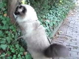 Un Ragdoll en promenade
