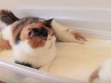 Un Exotic Shorthair en pleine discussion avec ses petits