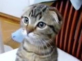 Un Scottish Fold attentif