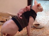 Un chaton Sphynx se promène