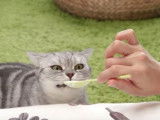 Un Scottish Fold attend son yaourt