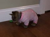 Un Minskin en pyjama
