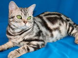 De magnifiques représentants d'American Shorthair