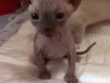 Une curieuse fratrie de chatons
