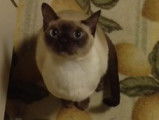 Un chat alien ?