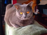 Un magnifique Chartreux