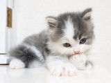 Un splendide chaton Highland Straight