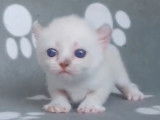 Un tout petit chaton Kinkalow