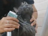 Un Korat qui n’aime pas la douche