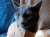 Une vie de Korat