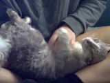 Un moment de tendresse avec un chaton LaPerm