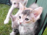 Des petits chatons LaPerm de 5 mois