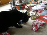 Un chat Mandalay ouvre les cadeaux de Noël