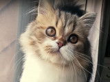 Un chat Minuet dans son environnement