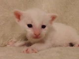 Un chaton Foreign White très expressif