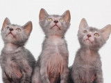 Trois adorables chatons Lykoi