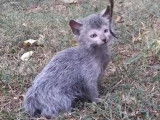 Quatre nuances de Lykoi