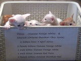 Six chatons dans une boite