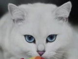 Coby, le British Shorthair star des réseaux sociaux