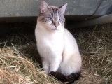 Quelques secondes d'un beau chat aux yeux bleus